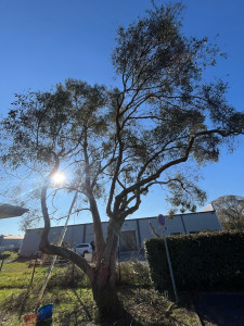 Photo de galerie - Enlèvement des bois mort et suppression des branches basses qui aller sur le toit 