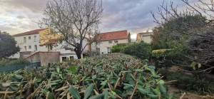 Photo de galerie - - Rabattage Haie de Pittosporum 