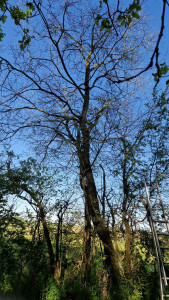 Photo de galerie - Elagage et coupe d'arbres