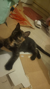 Photo de galerie - Voici mon chat 