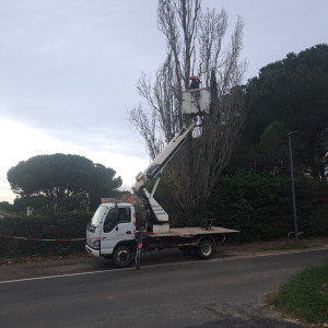 Photo de galerie - élagage 