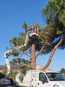 Photo de galerie - Elagage et coupe d'arbres