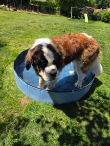 Photo de galerie - Garde chien