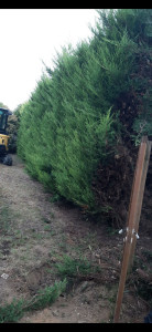 Photo de galerie - Paysagiste - Aménagement du jardin
