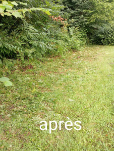 Photo de galerie - Débroussaillage après 