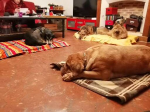 Photo de galerie - Sieste de 3 pensionnaires avec Lana ma chienne