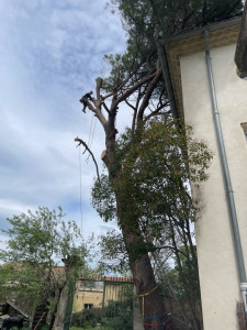 Photo de galerie - Abattage d’un gros pin 