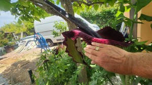 Photo de galerie - Jardinier