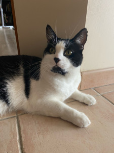 Photo de galerie - Mon chat Adi