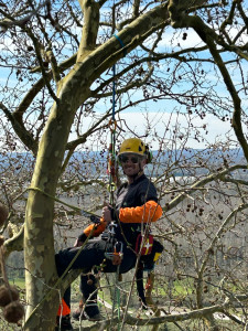 Photo de galerie - Elagage et coupe d'arbres