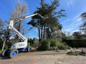 Photo de galerie - Elagage et coupe d'arbres