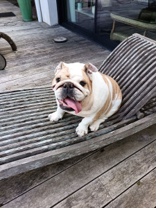 Photo de galerie - Garde chien