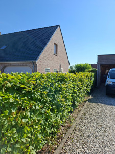 Photo de galerie - Taille de haie 