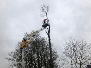 Photo de galerie - Élagage 