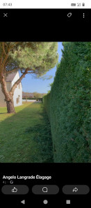 Photo de galerie - Taille de haies et d'arbustes