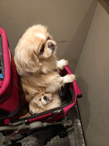 Photo de galerie - Garde chien