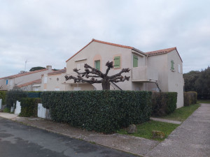 Photo de galerie - Taille de haie Eleagnus et élagage du Mûrier Platane Après 