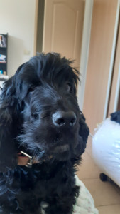Photo de galerie - C'est oups j'ai vécu avec lui pendant 1 an c'est le chien de mon colocataire que je m'occupais tout le temps