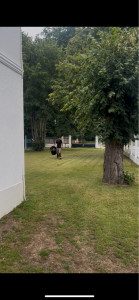 Photo de galerie - Tonte à l’américaine 