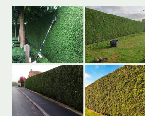 Photo de galerie - Taille de haie de 2m à 3,2m de haut, 45 à 114 m linéaires, 1.2 à 3m de large.