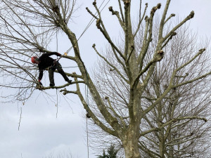 Photo de galerie - Élagage de huit arbres