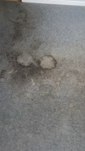 Photo de galerie - Nettoyage de moquette 