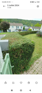 Photo de galerie - Taille d une haie en hauteur et largeur.