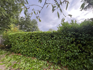 Photo de galerie - Haie en cours 