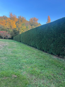 Photo de galerie - Taille de haies et d'arbustes