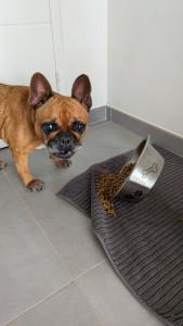 Photo de galerie - Bouledogue français 