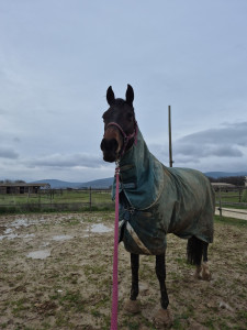 Photo de galerie - Gestion des couvertures 
nettoyage des patures