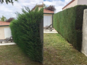 Photo de galerie - Taille de haie 