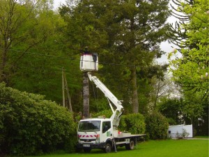 Photo de galerie - Taille de haies et d'arbustes
