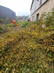 Photo de galerie - Elagage et coupe d'arbres