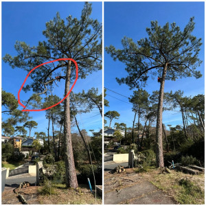 Photo de galerie - Elagage et coupe d'arbres