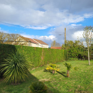 Photo de galerie - Tailles de haies de thuya 
2 côtes + plateau (haut)