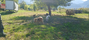 Photo de galerie - Garde chien