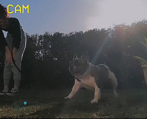 Photo de galerie - Garde chien