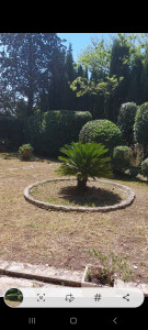 Photo de galerie - Taille de haie 