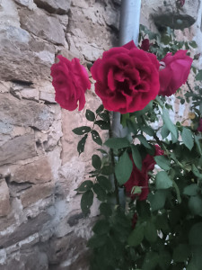 Photo de galerie - Roses 