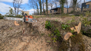 Photo de galerie - Elagage et coupe d'arbres