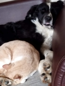 Photo de galerie - Garde chien