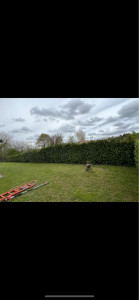 Photo de galerie - Avant le taillage de la haie 