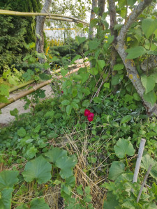 Photo de galerie - Entretien de jardin 