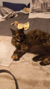 Photo de galerie - Blue, chat de ma tante dont je m'occupais 