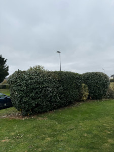 Photo de galerie - Haie 