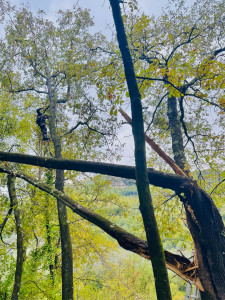Photo de galerie - Intervention d’urgence sur un chêne cassé en suspens dans d’autres arbres suite à la Tempête Benjamin.