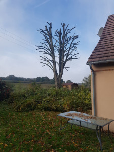 Photo de galerie - Elagage