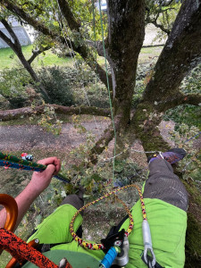 Photo de galerie - Elagage et coupe d'arbres