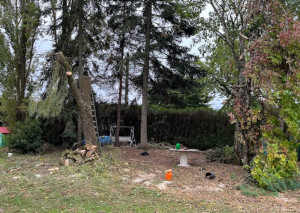 Photo de galerie - Elagage et coupe d'arbres